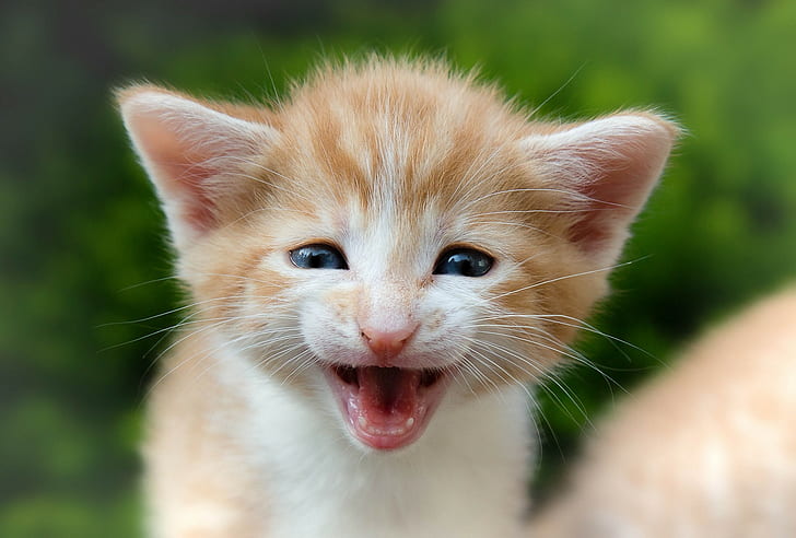 Котенок, малыш, морда, оранжевый полосатый котенок, малыш, котенок, морда, соленый, HD обои