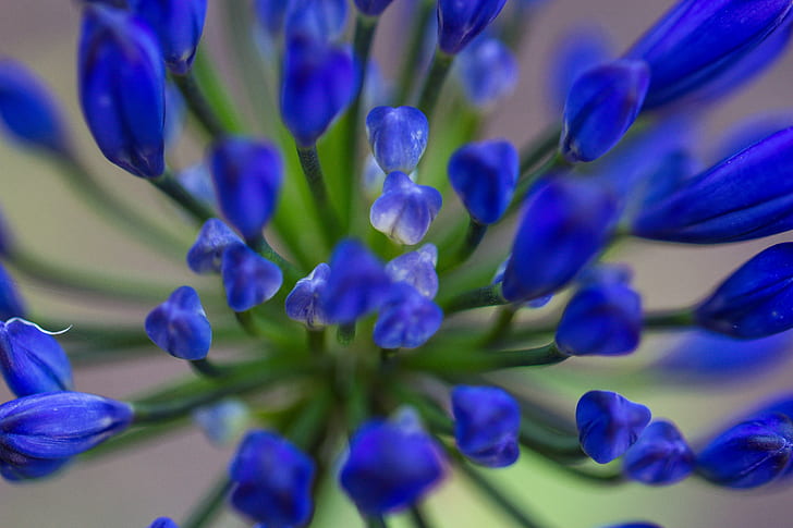 พืชดอกไม้สีฟ้า, ปลูก, ดอกลิลลี่แอฟริกัน, blå, lilja, Agapanthus praecox, Amaryllis, Agapanthus สามัญ, ดอกไม้, herrgård, Lily of the Nile, Malmö, สีน้ำเงิน, สีม่วง, ธรรมชาติ, ระยะใกล้, ฤดูใบไม้ผลิ, วอลล์เปเปอร์ HD