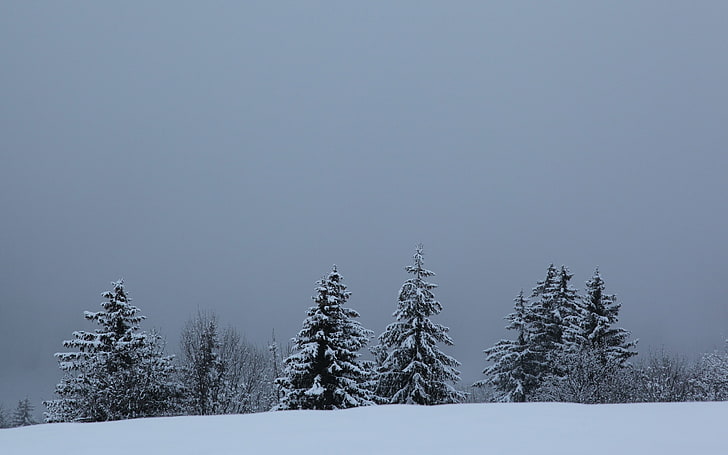 landscape, snow, winter, pine trees, HD wallpaper