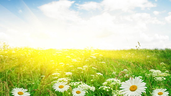 white daisy field, daisies, field, flowers, summer, HD wallpaper HD wallpaper
