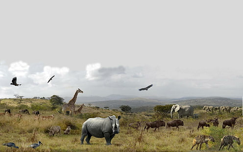 حديقة هلوهلو الوطنية ، وحيد القرن ، هلوهلوي ، بري ، وحيد القرن ، فيل ، طائر ، حيوان ، زرافة ، فيلة ، طيور ، ضبع ، حيوانات، خلفية HD HD wallpaper