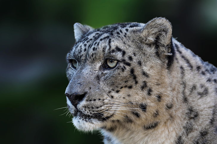 predator, wild cat, Panthera uncia, Snow leopard, HD wallpaper