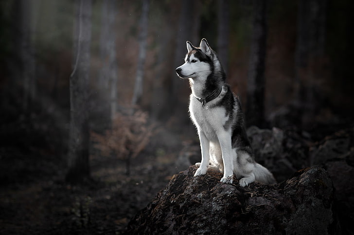forêt, chien, Husky, Fond d'écran HD