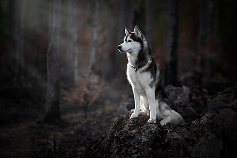 Wald, Hund, Husky, HD-Hintergrundbild HD wallpaper
