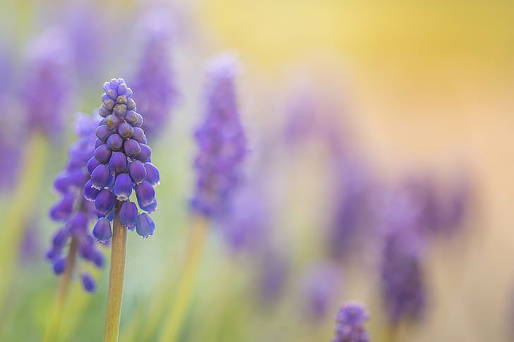 shallow focus photo of purple flowers, au, jardin, shallow focus, photo, purple, flower, blossom, muscari, Sandrine, nature, plant, summer, close-up, beauty In Nature, blue, HD wallpaper