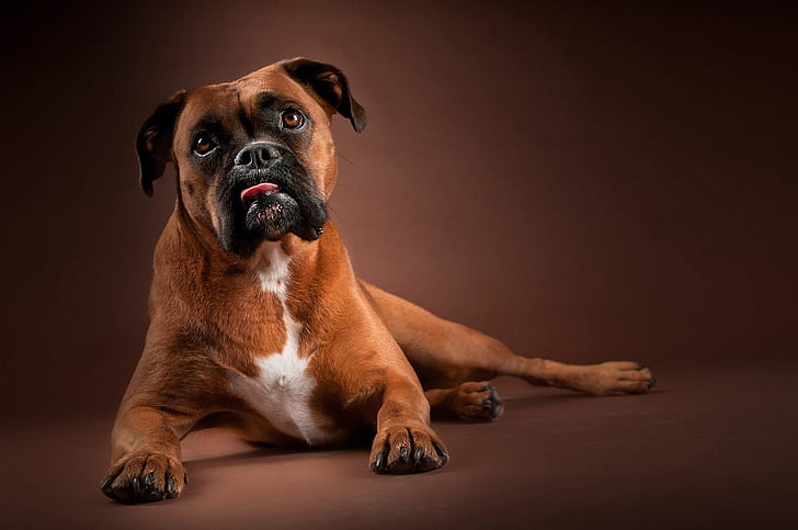 Cães, Boxer, Boxer (Cão), Cão, Animal de Estimação, HD papel de parede