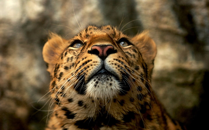 brown cheetah, leopard, muzzle, color, big cat, predator, HD wallpaper