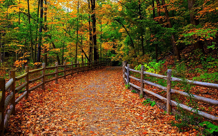 Park, przyroda, las, drzewa, liście, ścieżka, jesień, Park, przyroda, las, drzewa, liście, ścieżka, jesień, Tapety HD