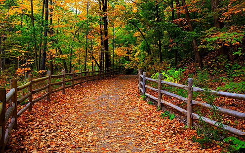 Taman, alam, hutan, pohon, daun, jalan, musim gugur, taman, alam, hutan, pohon, daun, jalan, musim gugur, Wallpaper HD HD wallpaper