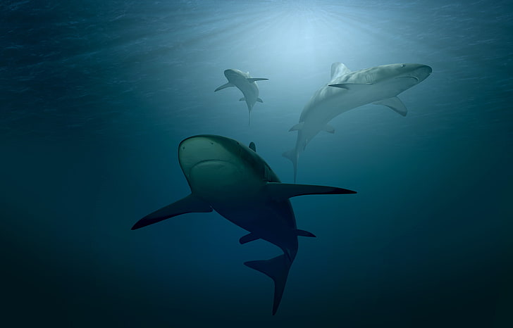Azul, submarino, océano, tiburones, 4K, mar profundo, Fondo de pantalla HD