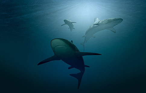 الأزرق ، تحت الماء ، المحيط ، أسماك القرش ، 4K ، أعماق البحار، خلفية HD HD wallpaper