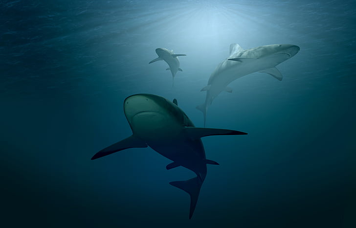 Underwater, Sharks, Blue, Deep Sea, Ocean, 4K, HD wallpaper |  Wallpaperbetter