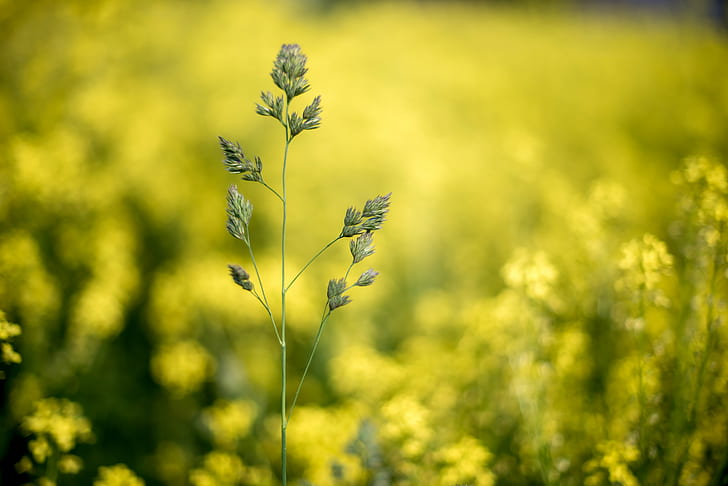 selective focus photography of green plant at daytime, loner, selective focus, green plant, daytime, abstract, afternoon, alone, art, black  blue, blue  blur, bokeh, color photography, day  flower, green, nature, nikon d600, raw, sky, flowers, Asker, Akershus, oilseed Rape, yellow, flower, summer, plant, springtime, field, canola, rural Scene, meadow, outdoors, agriculture, HD wallpaper