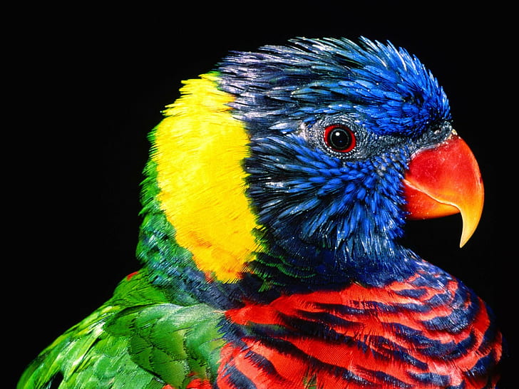 Rainbow Lorikeet Bird, bird, rainbow, lorikeet, HD wallpaper