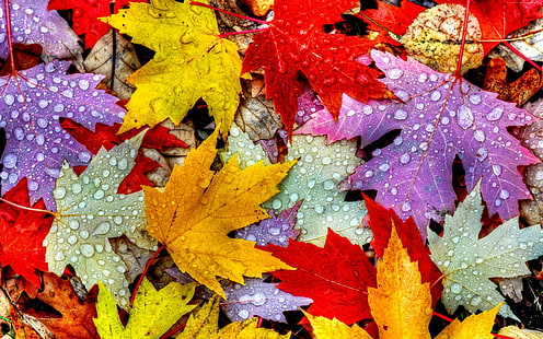 gotas, otoño, 4k, 5k, hojas, lluvia, Fondo de pantalla HD HD wallpaper
