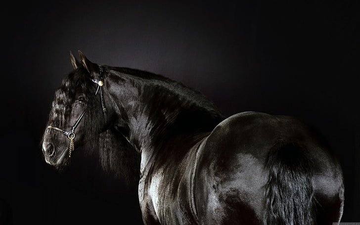 animals, black, friesian, horse, horses, race, HD wallpaper