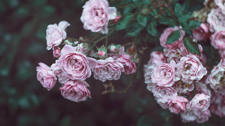 Roses, 4k, HD wallpaper, 8k, flowers, pink, HD wallpaper