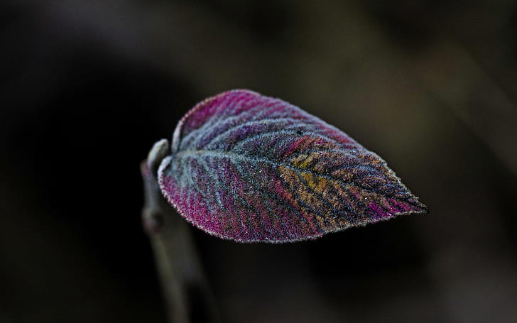 Leaf close-up, purple, Leaf, Purple, HD wallpaper