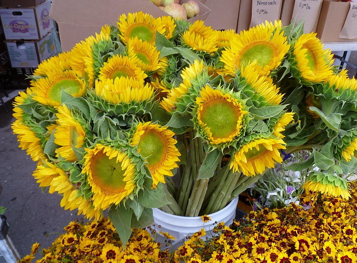 yellow sunflowers, sunflowers, bouquet, bucket, flowers, HD wallpaper