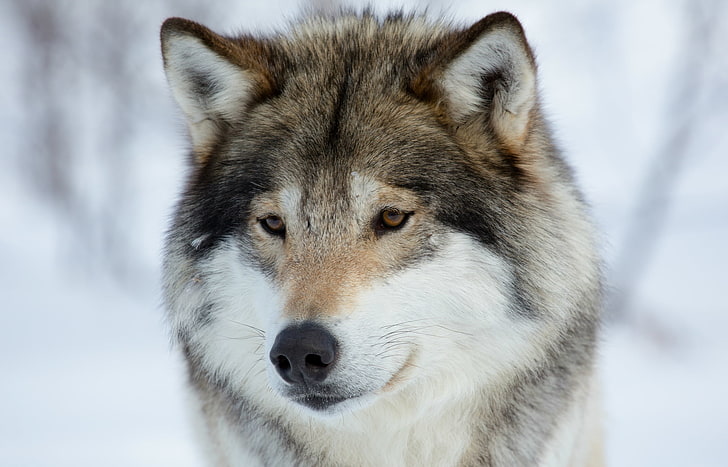 gray wolf, look, portrait, predator, muzzle, Wolf, sad, HD wallpaper