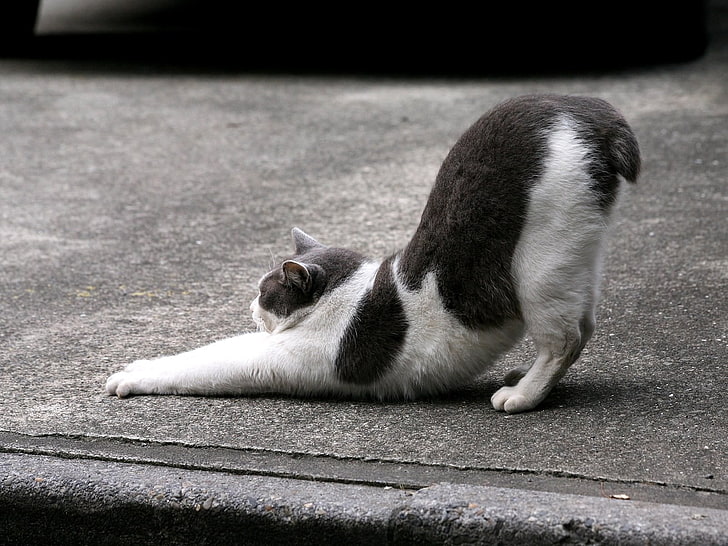 white and black cat, cat, stretch, tail, HD wallpaper