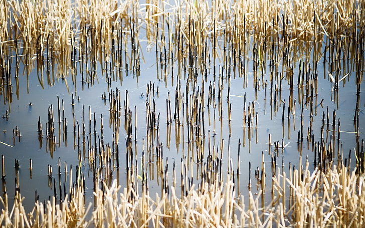brown reeds, stalks, water, black, HD wallpaper