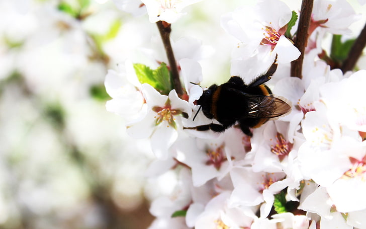 abeille brune, bourdon, printemps, floraison, branche, Fond d'écran HD