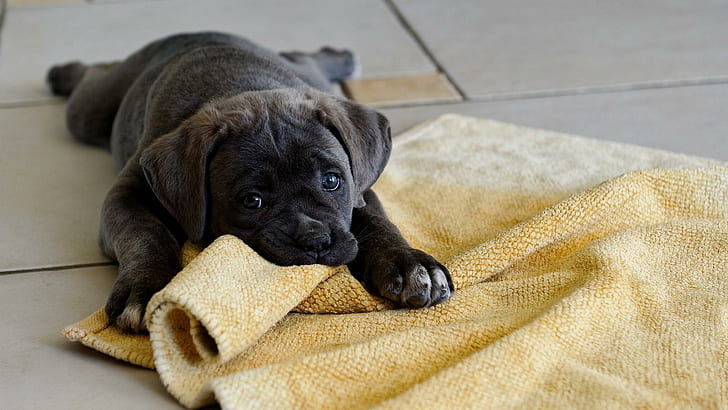 Gioca con me, cucciolo labrador retriever cioccolato, zampe, cani, nero, cucciolo, tappeto, divertente, carino, animale, occhi, gioco, animali, Sfondo HD