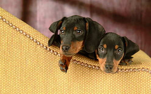 Cães, Dachshund, HD papel de parede HD wallpaper