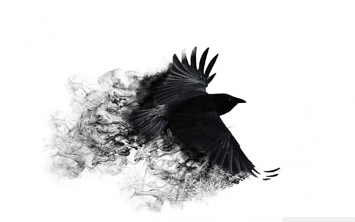 burung hitam, latar belakang, gagak, minimalis, putih, Wallpaper HD