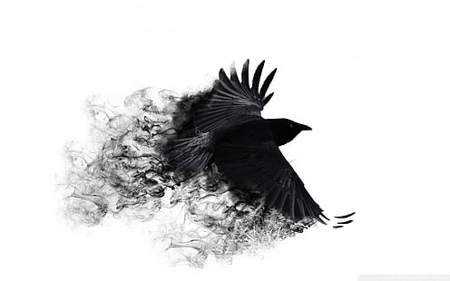 black bird, background, crows, minimalistic, white, HD wallpaper HD wallpaper