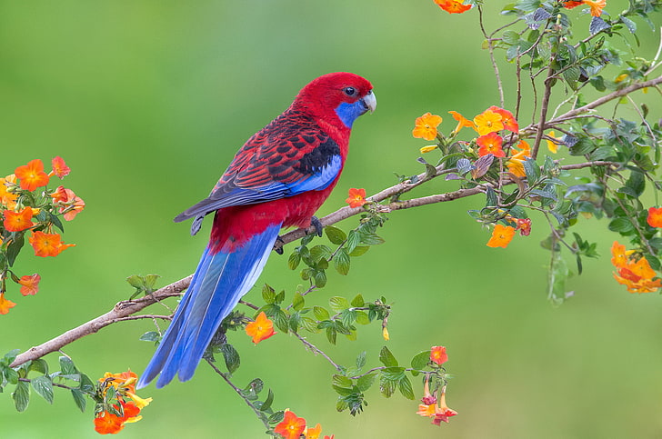 czerwony i niebieski ptak z krótkim dziobem, kwiaty, ptak, gałąź, papuga, dzika przyroda, Tapety HD