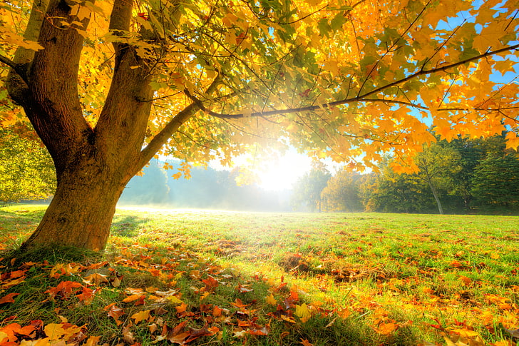 желтый лист дерева, осень, лес, трава, листья, солнце, деревья, поляна, HD обои