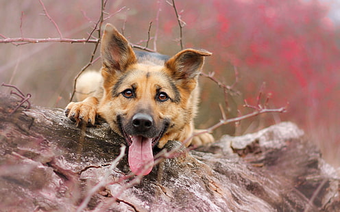 dog, animals, tongues, German Shepherd, HD wallpaper HD wallpaper