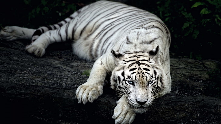 białe tygrysy, leżenie, krajobraz, tygrys, przyroda, pazury, głębia ostrości, Tapety HD