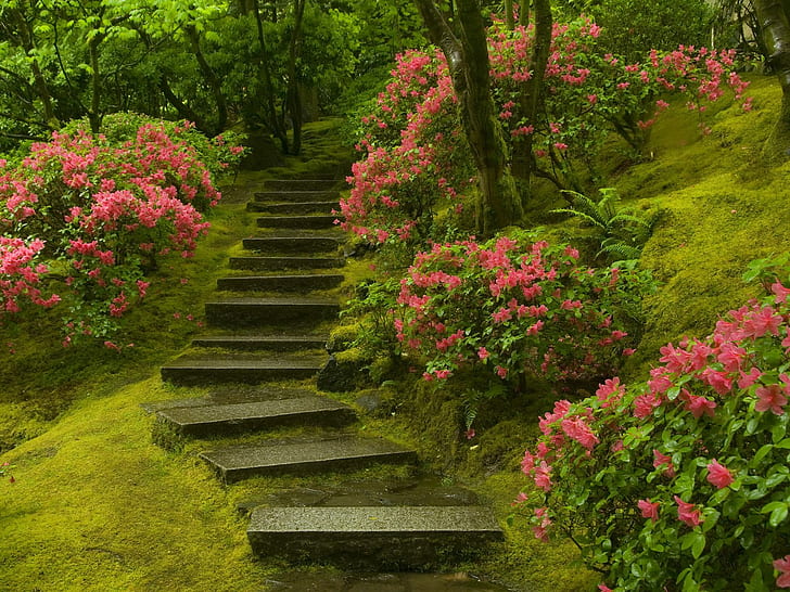 Giardino giapponese Washington Park, giardino di bouganville rosa, Washington, parco, giapponese, giardino, Sfondo HD