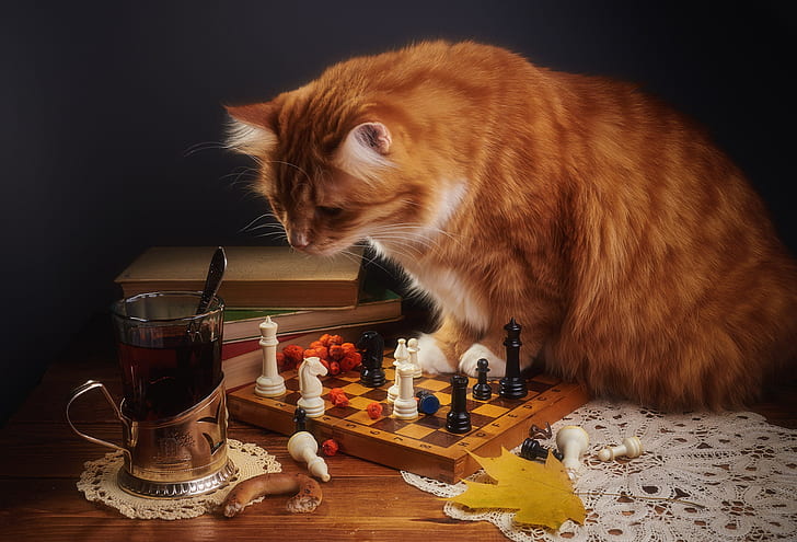 autumn, cat, look, glass, pose, the dark background, table, tea, the game, leaf, books, chess, red, spoon, the tea party, still life, sitting, figure, items, chess Board, Rowan, napkin, composition, maple, chess player, bagel, HD wallpaper