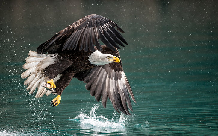 Bird Bald Eagle Fantastic Catch Hunting In Flight Winter In Alaska Desktop Hd Wallpaper para teléfonos móviles Tablet y Pc 3840 × 2400, Fondo de pantalla HD