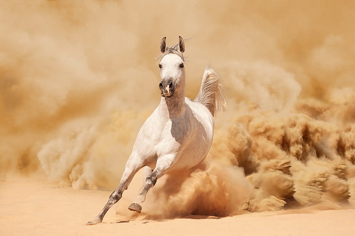 cavallo bianco, sabbia, cavallo, polvere, correndo, corre, Sfondo HD