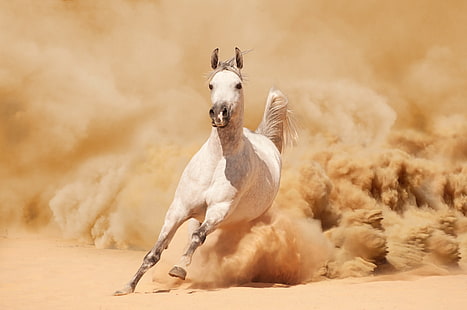 cheval blanc, sable, cheval, poussière, course, courses, Fond d'écran HD HD wallpaper