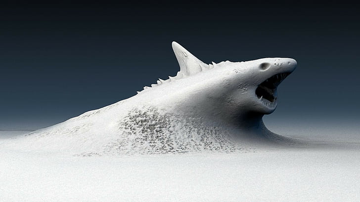 illustration de requin, requin, Fond d'écran HD
