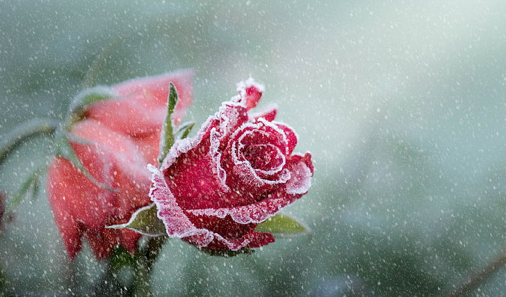 Frost, Rose, 4K, Hujan Salju, Wallpaper HD