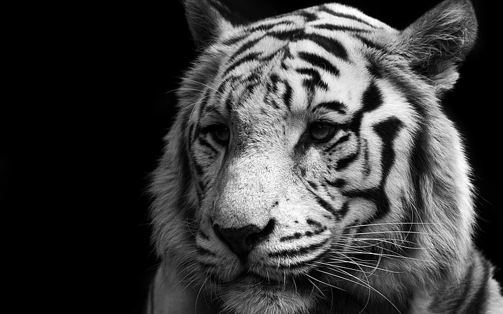 white tiger, tiger, monochrome, animals, big cats, HD wallpaper