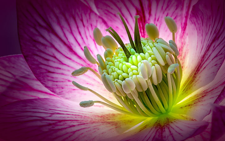 Hellebore rosa blomma makrofotografering bakgrundsbilder Hd 3840 × 2400, HD tapet