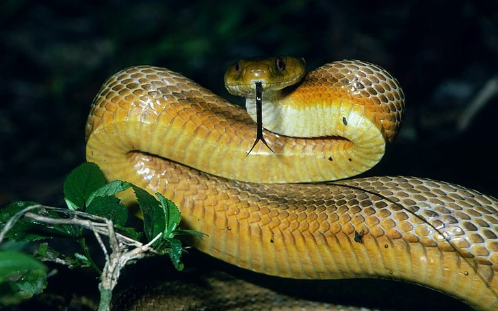 yellow snake, face, tongue, snake, eyes, HD wallpaper