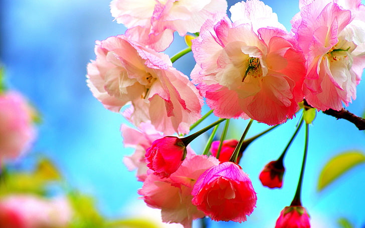 różowe i białe płatki kwiatów, kwiaty, Tapety HD
