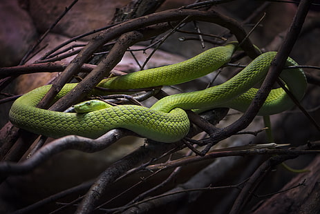 animali, serpente, rettile, ramo, Sfondo HD HD wallpaper
