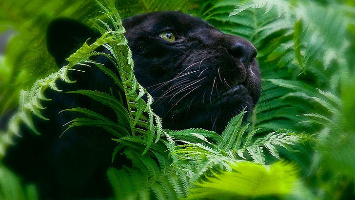 черна пантера, зелена, размазана, пантера, дивата природа, HD тапет