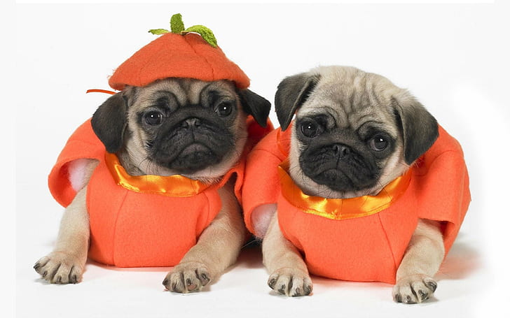 Halloween Dogs, two pawn pugs, lovely, dogs, playful, puppy, bubbles, face, beautiful, cute, animals, puppies, playful dog, sweet, HD wallpaper