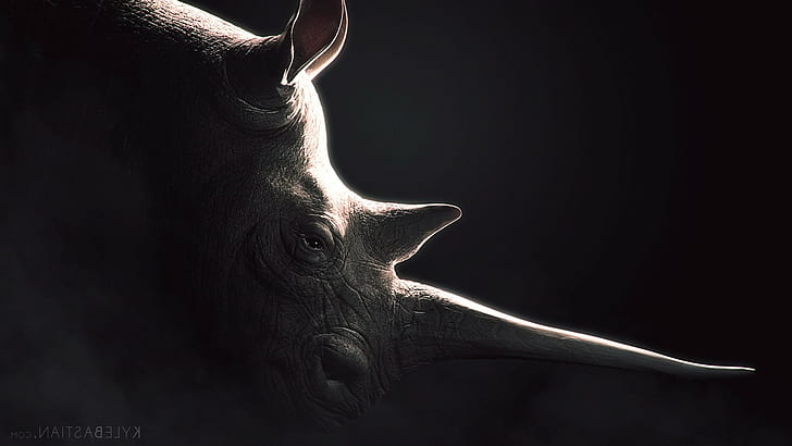 binatang badak, Wallpaper HD